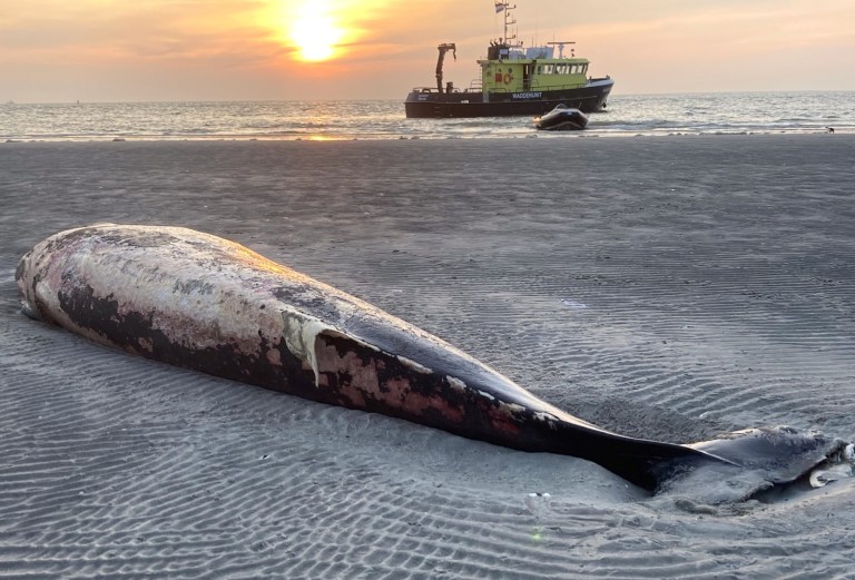¿Qué hacer con una ballena muerta en la playa? Abandonarla no es una mala idea