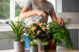 Estrés: descubre cómo las plantas te ayudan a combatirlo