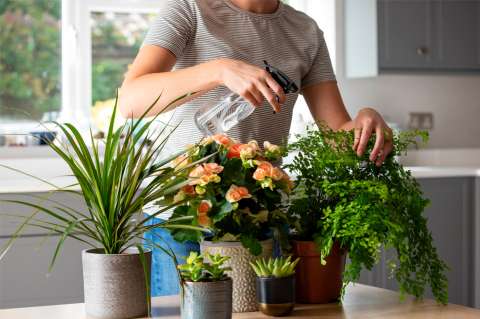 Estrés: descubre cómo las plantas te ayudan a combatirlo