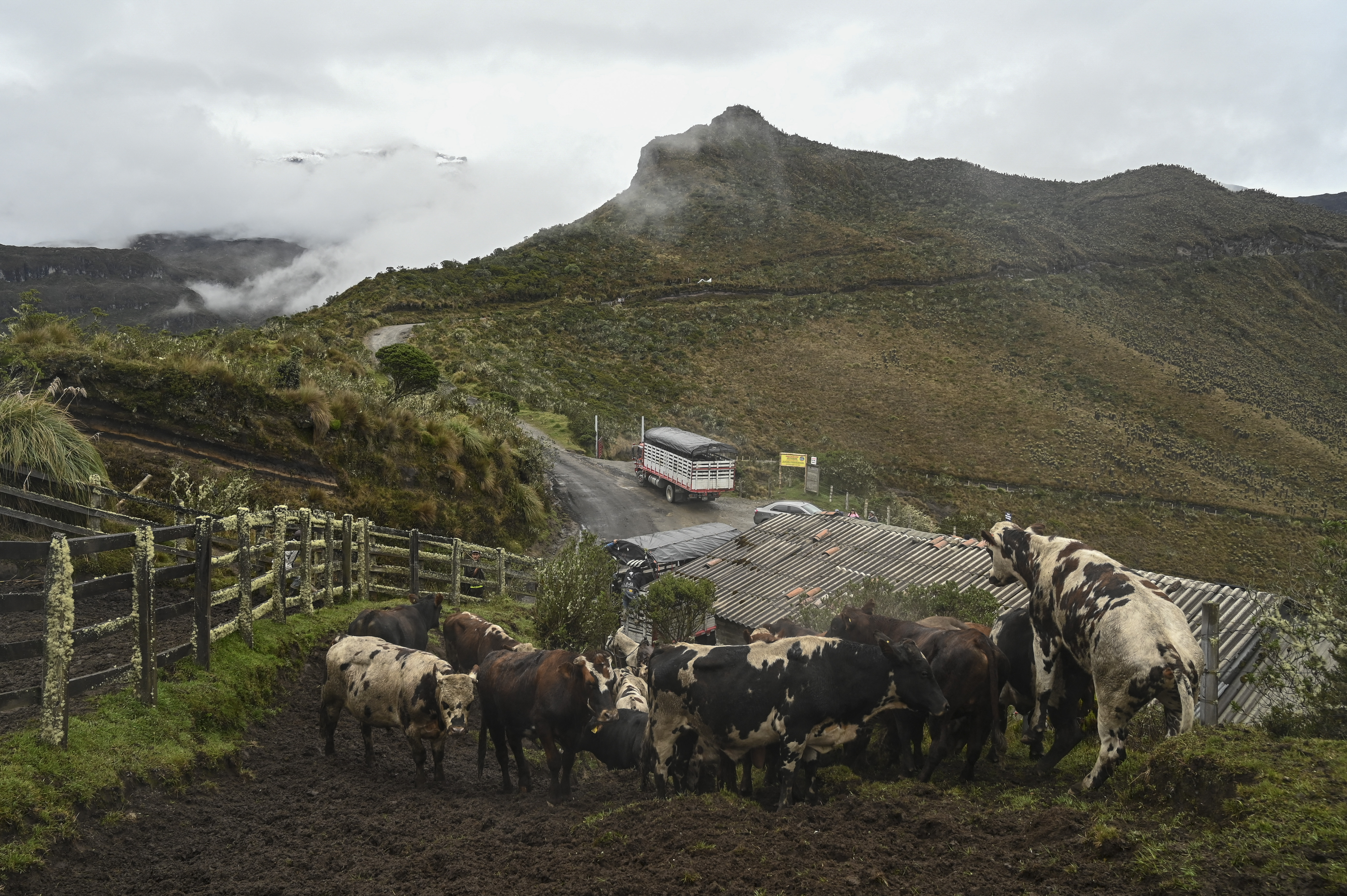 Cows are evacuated near the Nevado del Ruiz volcano in Murillo, Tolima Department, Colombia, on April 6, 2023. - Colombian authorities informed last week that seismic activity had increased at Colombia's Nevado del Ruiz volcano, which killed 25,000 people in an eruption 38 years ago, warning of a "probable" new outbreak. (Photo by JOAQUIN SARMIENTO / AFP)