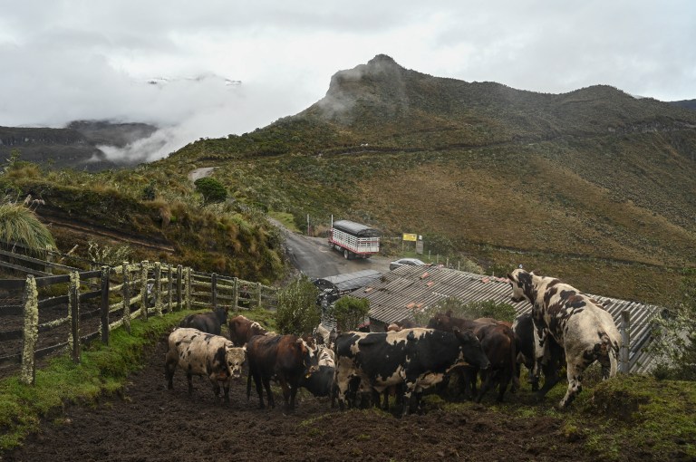 Nevado del Ruiz: en Risaralda preparan contingencia para la protección de animales