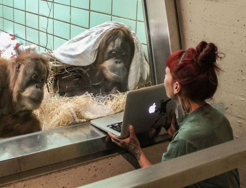 Un experimento similar se llevó a cabo en un zoológico Alemán.  / Animal press