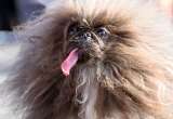 Ganó el concurso del perro más feo del mundo, pero su aspecto se debe a una grave enfermedad