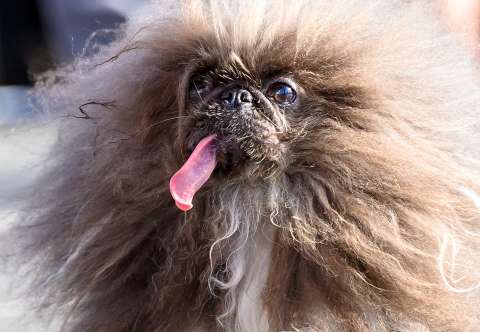 Ganó el concurso del perro más feo del mundo, pero su aspecto se debe a una grave enfermedad