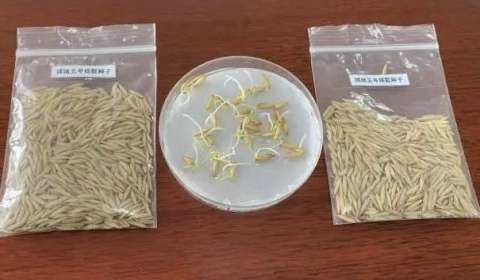 Brotaron semillas de arroz en la Luna a bordo de la misión china Chang’e 5