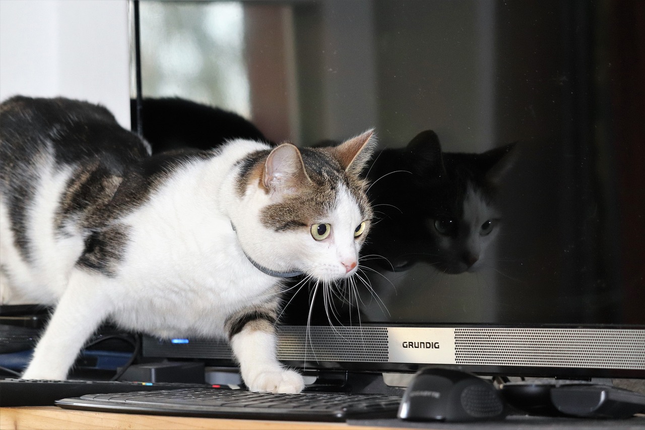 Gato caminó sobre un computador y dejó a hospital sin servicio por varias horas