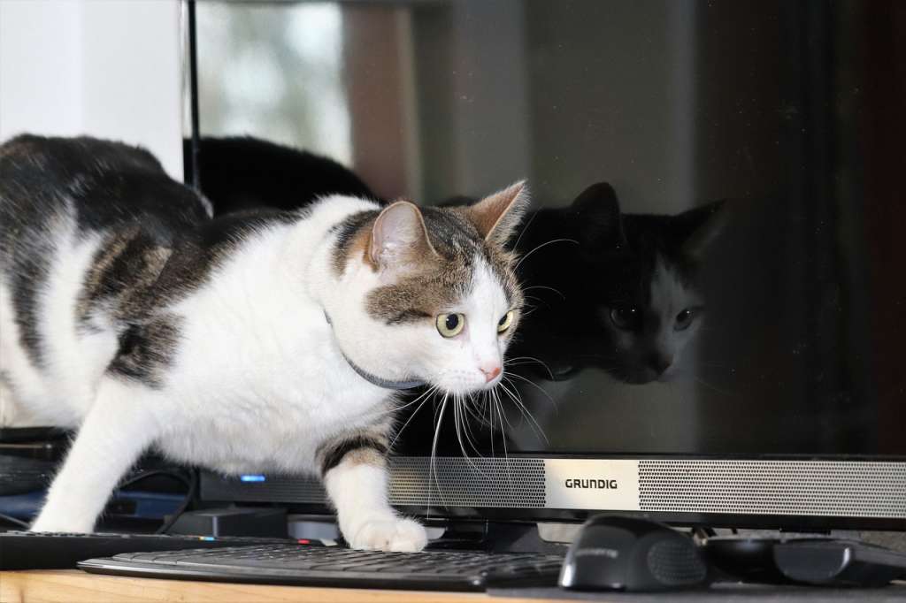 Gato caminó sobre un computador y dejó a hospital sin servicio por varias horas