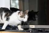 ¿Cómo trabajar desde casa con mi gato?