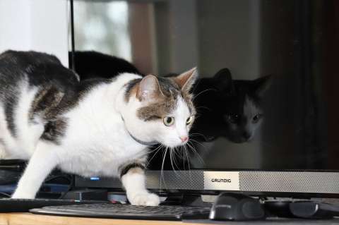 ¿Cómo trabajar desde casa con mi gato?