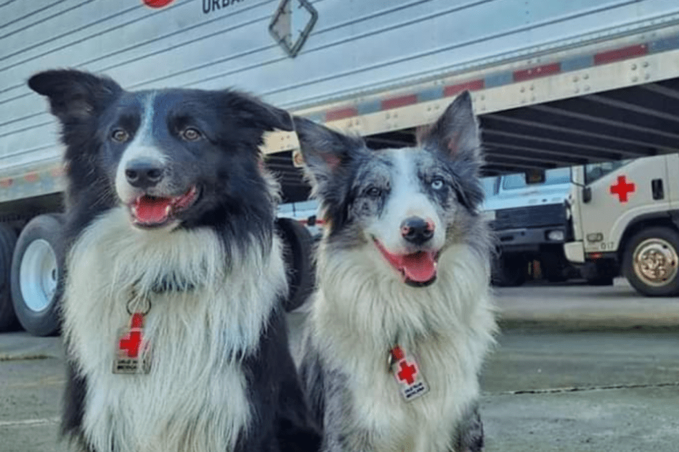 Pareja de perros