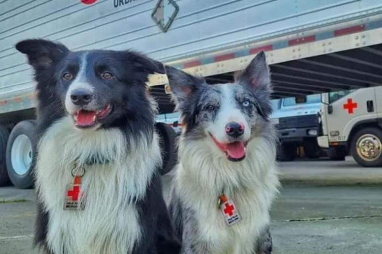 Hijos de Athos, perro rescatista asesinado, están salvando vidas en Turquía