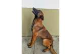 Belga malinois: así es la raza del perro Wilson, quien sigue perdido en la selva