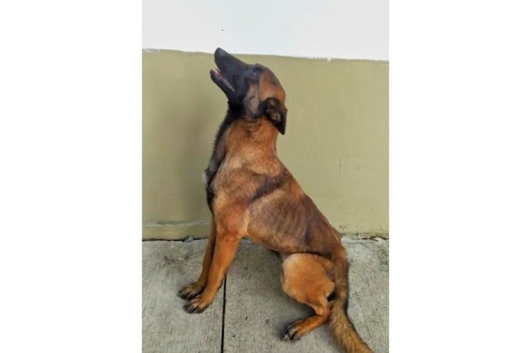 Datos y curiosidades del pastor belga malinois, raza de Wilson, el perro rescatista
