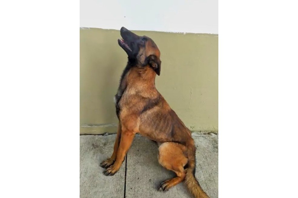 Datos y curiosidades del pastor belga malinois, raza de Wilson, el perro rescatista