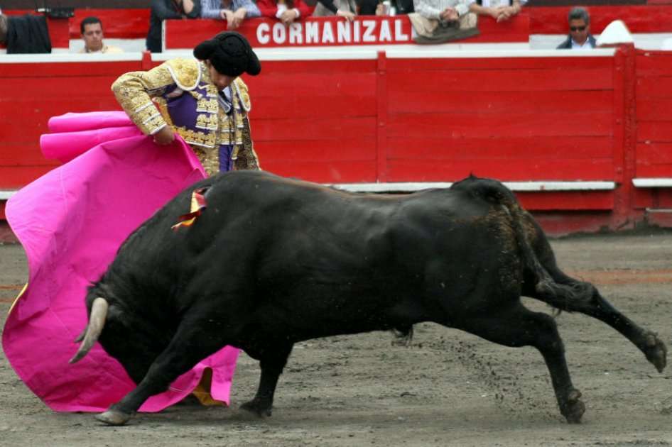 El matador francés Sebastián Castella lidia con el capote al toro "Chiflado" durante la Feria taurina de Manizales en 2009