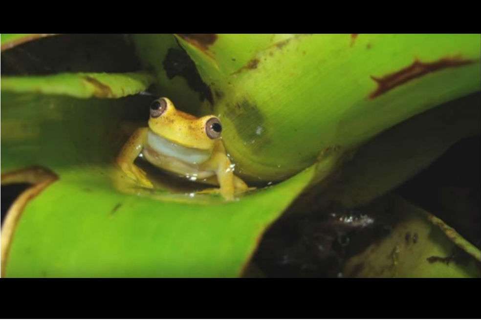 Fue descubierta en febrero pero hasta este mes se hacen públicos los resultados. / Museo de Historia Natural de Venezuela