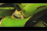 Así es la nueva especie de rana descubierta por científicos de Venezuela y Colombia