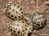 Una tortuga en peligro de extinción se convierte en padre a los 90 años