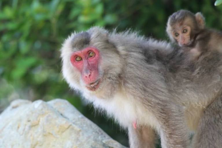 Por fin descubren el motivo por el que la cara el macaco japonés se vuelve más roja