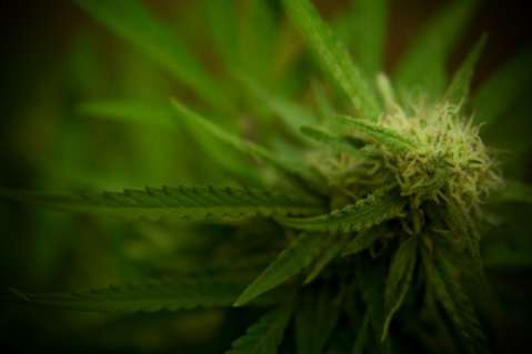 Presidente firmará la otra semana decreto que permitirá el uso de la marihuana medicinal