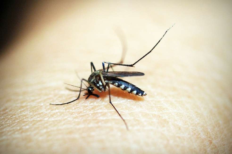 Los zancudos tienen una preferencia al alimentarse de sangre. / Pixabay.