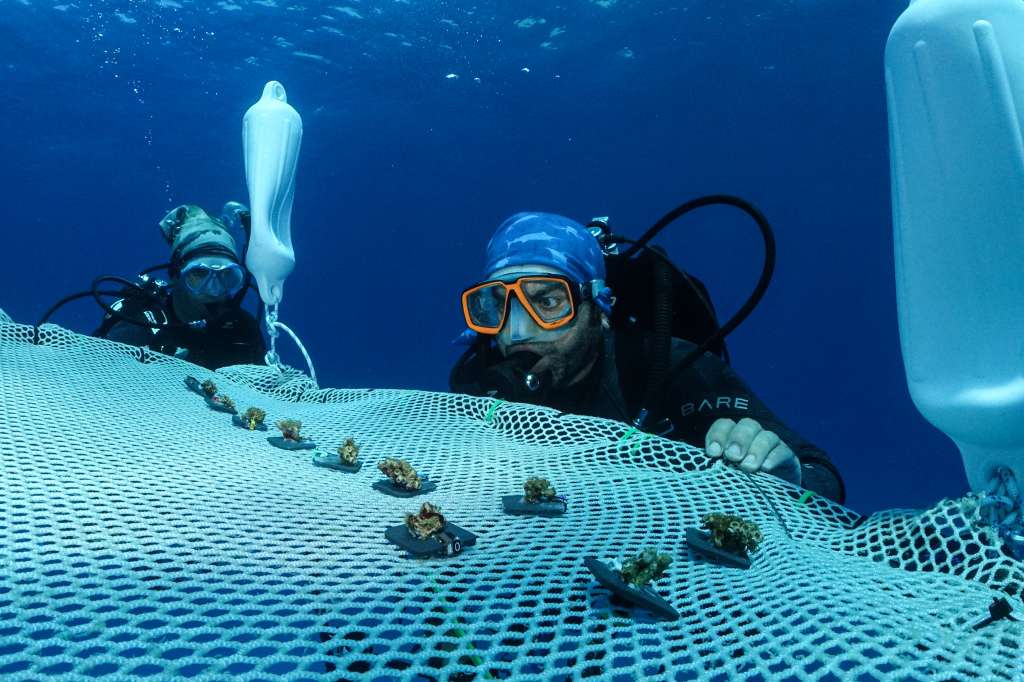 TOPSHOT - Senior associate researcher at the Cyprus Marine and Maritime Institute (CMMI) Louis Hadjioannou (R) checks 'Cladocora caespitosa' corals after pinning them to a floating coral nursery off the coast of Capo Greko in the eastern part of the Mediterranean island of Cyprus on June 20, 2024.