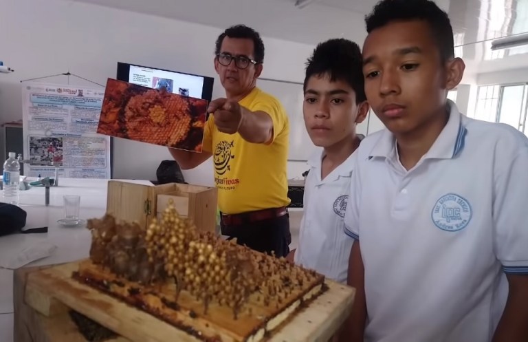 Podcast: El baile de las abejas, el enjambre de la paz en Huila