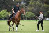 Terapias con caballos: una herramienta para la salud mental y la rehabilitación