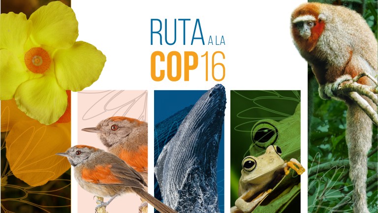 Claves para entender la letra pequeña de lo que se negocia en la COP16