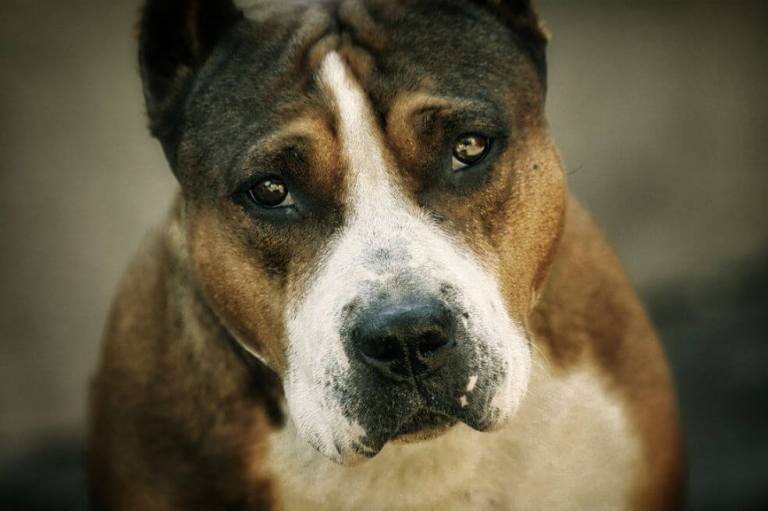 Este domingo se realizará en Bogotá caminata con perros ‘potencialmente amorosos’  