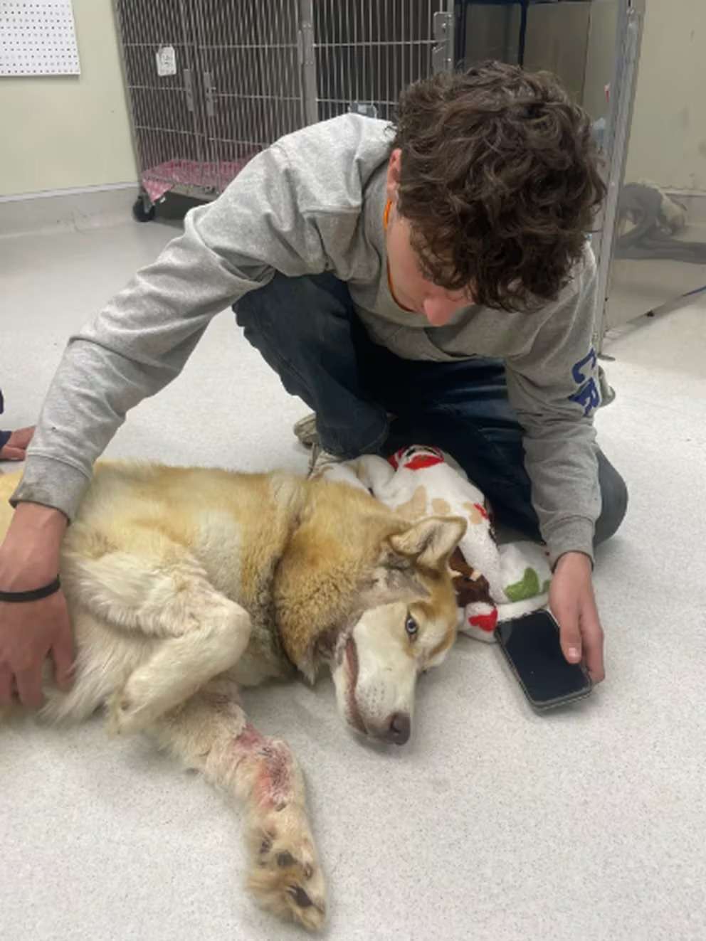 Zeus, el perro que recibió dos disparos en el rostro: milagrosa supervivencia