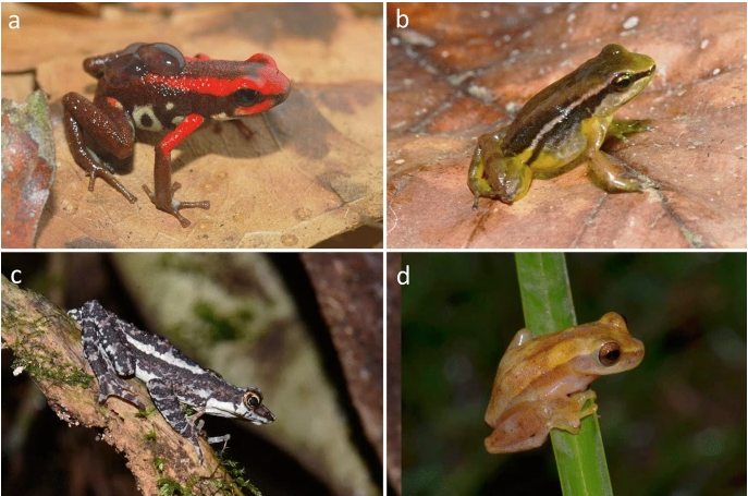 Ranas y sapos