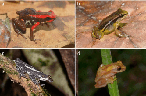 ¿Ranas y sapos son diestros o zurdos? La investigación con anuros colombianos