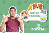 ¡No los corte! Esta es la función de los bigotes de los perros