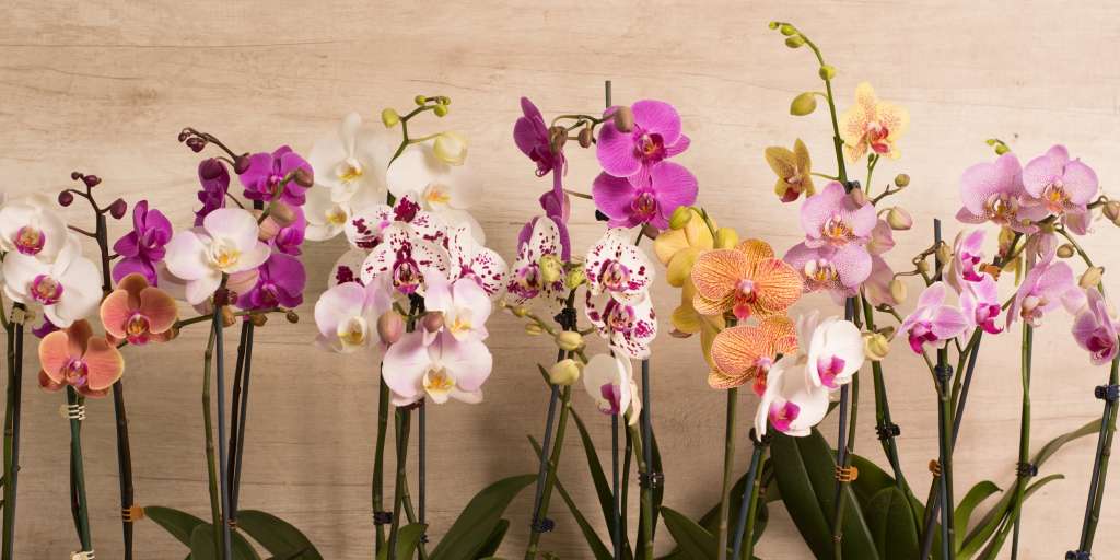 Las orquídeas Phalaenopsis, conocidas como "orquídeas mariposa", destacan por sus elegantes flores en tonos vibrantes y su facilidad de cultivo. Son epífitas, requieren luz indirecta, humedad moderada y pueden florecer varias veces al año.