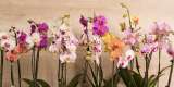 Cómo revivir una orquídea con exceso de agua: guía paso a paso