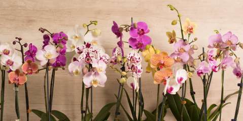 Cómo revivir una orquídea con exceso de agua: guía paso a paso