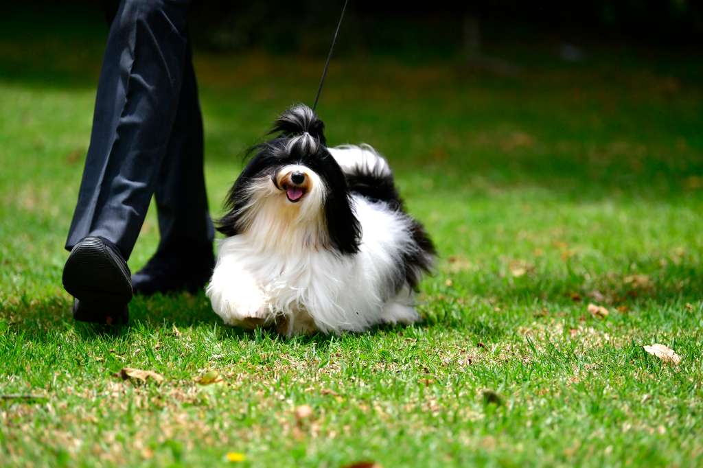 La Asociación Club Canino Colombiano (ACCC) organiza un circuito de exposiciones caninas y de fomento en el Parque de Exposiciones Guillermo Jaramillo Mejía de Madrid, Cundinamarca, que incluye un evento de fomento para razas de perros