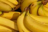 ICA declara emergencia nacional por presencia del hongo que afecta el cultivo del banano