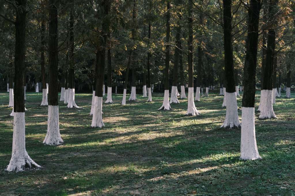 ¿Por qué pintan los troncos de los árboles de blanco?
