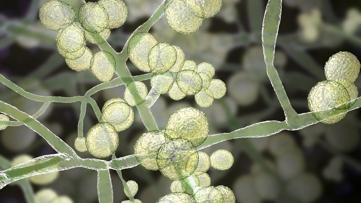 Imagen del hongo Candida auris.