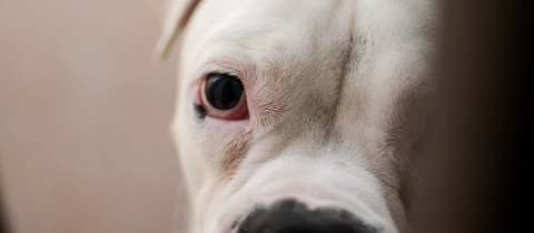 Perros albinos: características y cuidados de estas mascotas