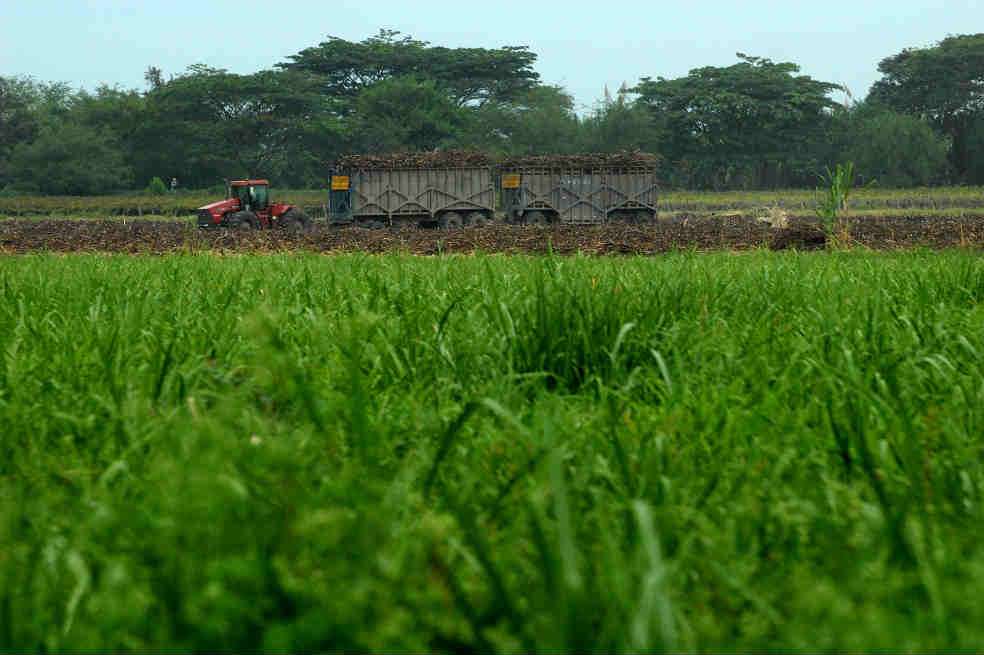 De acuerdo con Asocaña, la producción colombiana de azúcar representa el 1,4% de la global.