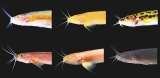 Peces ciegos que viven en cuevas: un misterio evolutivo