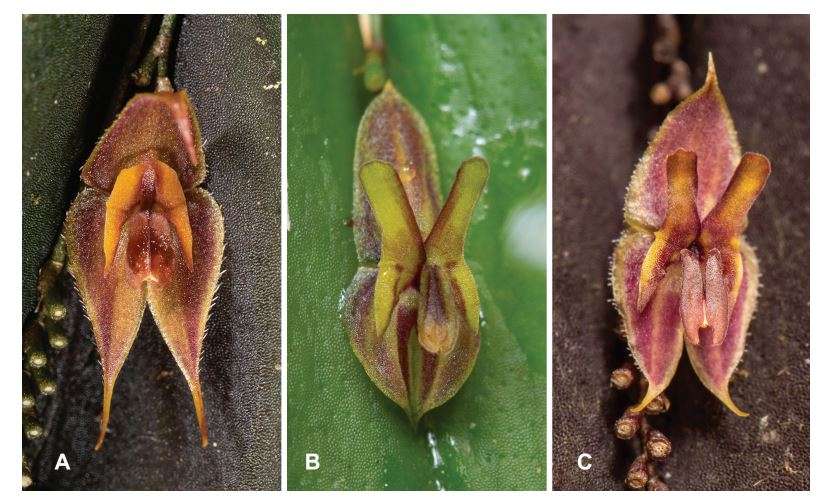 Lepanthes laurarestrepoana: Nombrada en honor a Laura Restrepo Durán, una reconocida escritora y periodista colombiana. /Juan Sebastian Moreno y equipo.