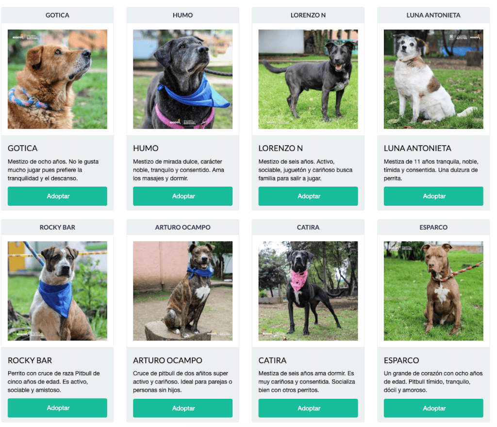 Además de visualizar la imagen de las mascotas en adopción, también podrá hacer una búsqueda especializada con las características que prefiere.