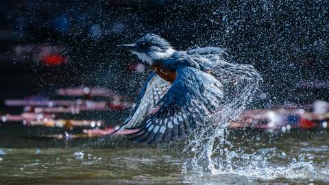 Fotografiar aves para impulsar la conservación en Colombia