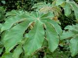 ¿Para qué sirve el yarumo? Variedades, beneficios y usos de este árbol popular de América