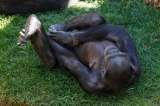 Chimpancé Natalia conmueve con su historia: no abandona a su cría que murió hace meses