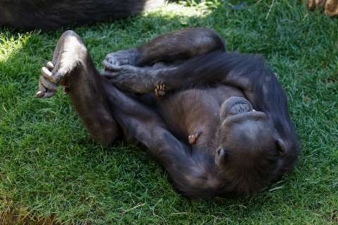Chimpancé Natalia conmueve con su historia: no abandona a su cría que murió hace meses
